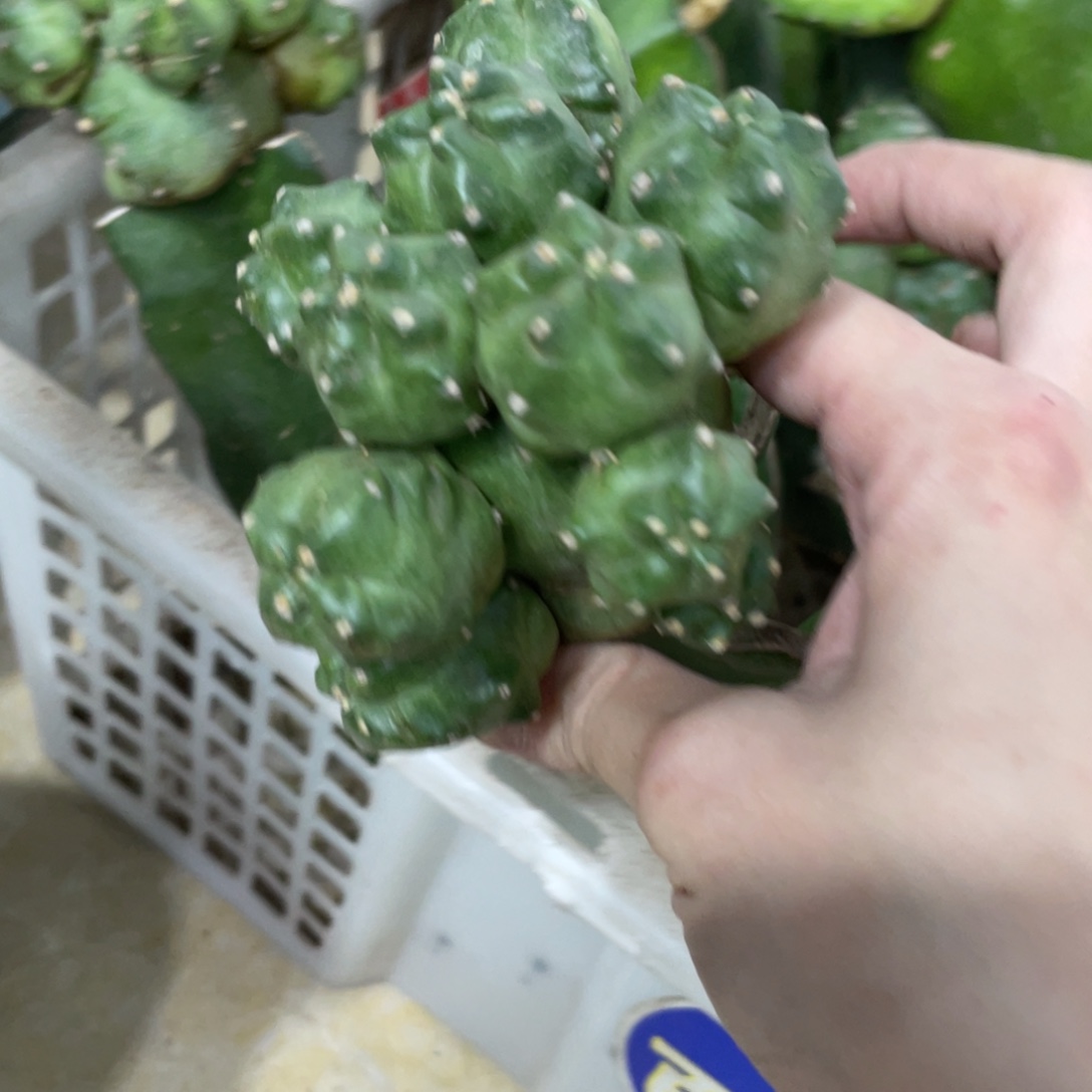 新品橙桃母本一物一拍1