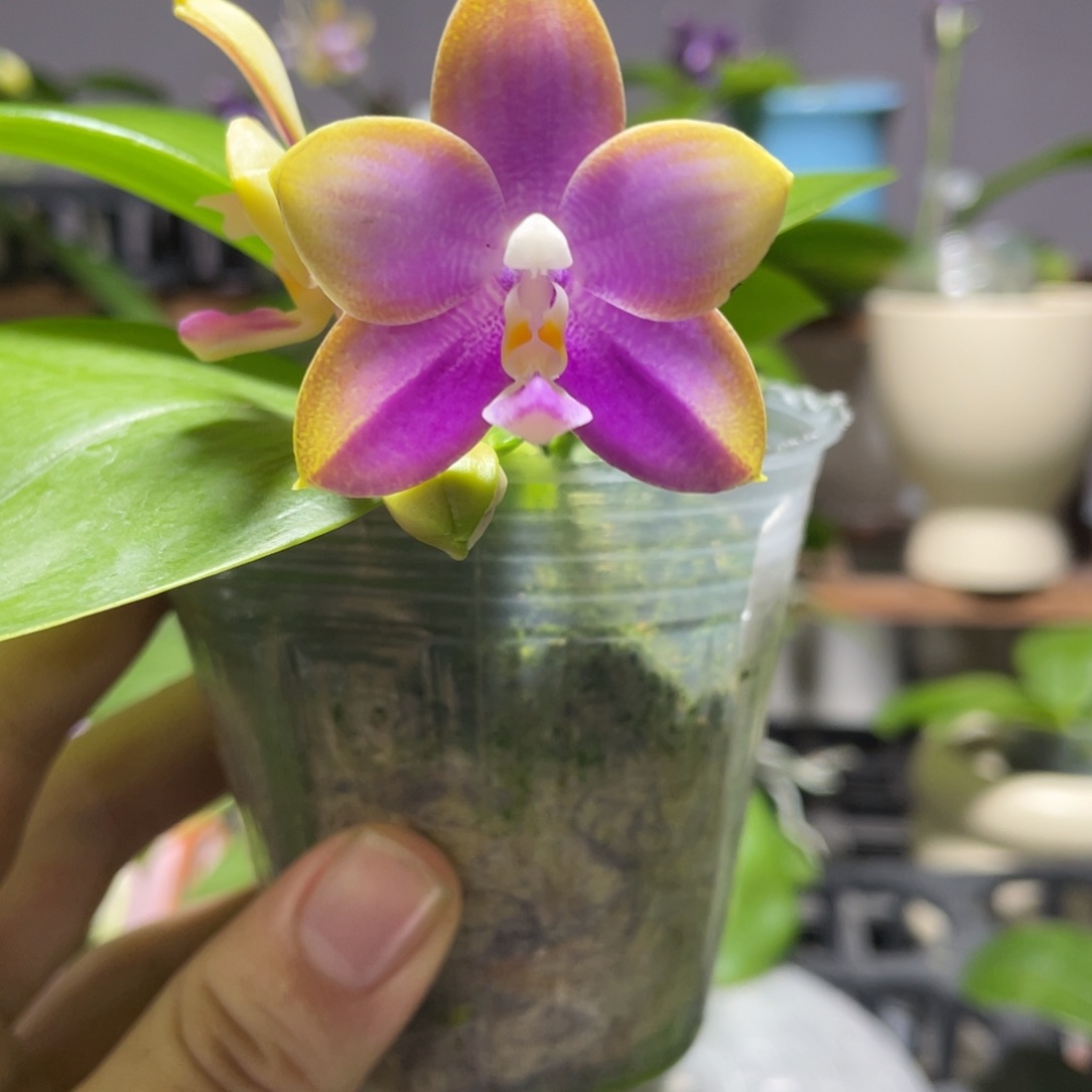 完全开放108叶瑕花期不保