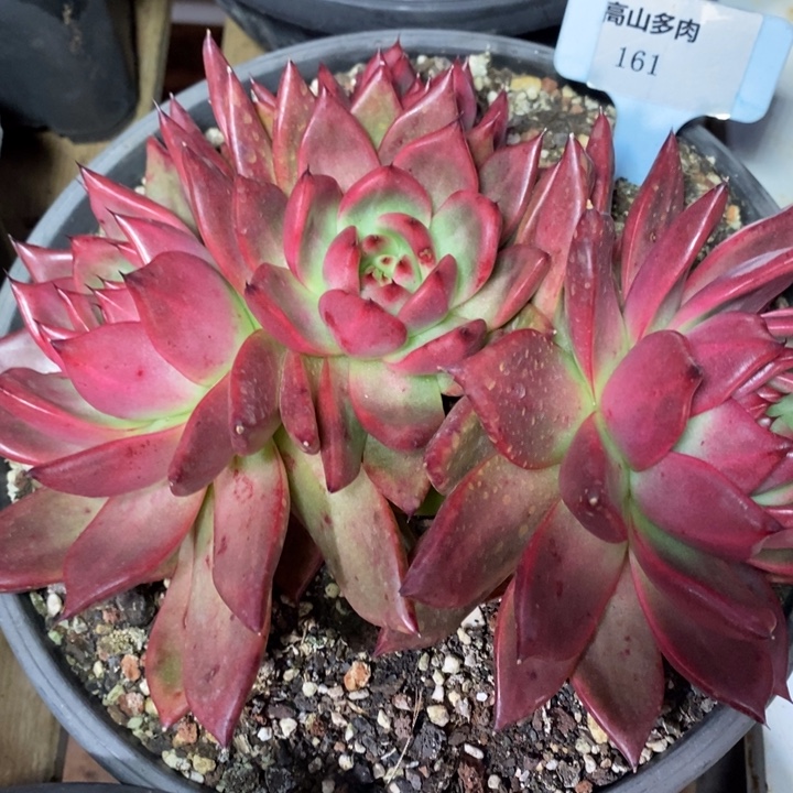 D161- 直播福利 菩萨