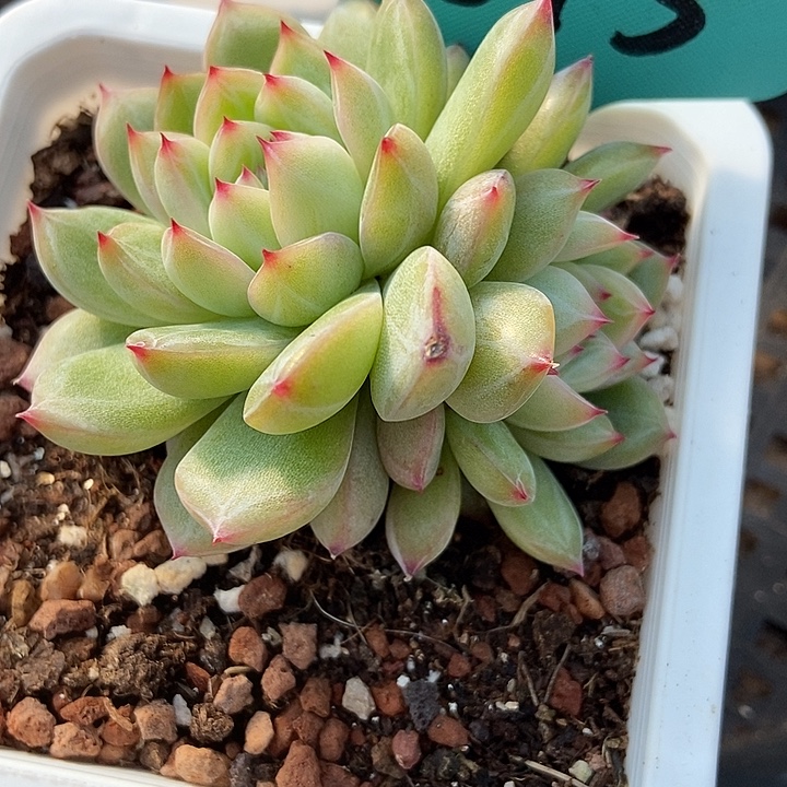 多肉植物雪花珍妮1815多肉