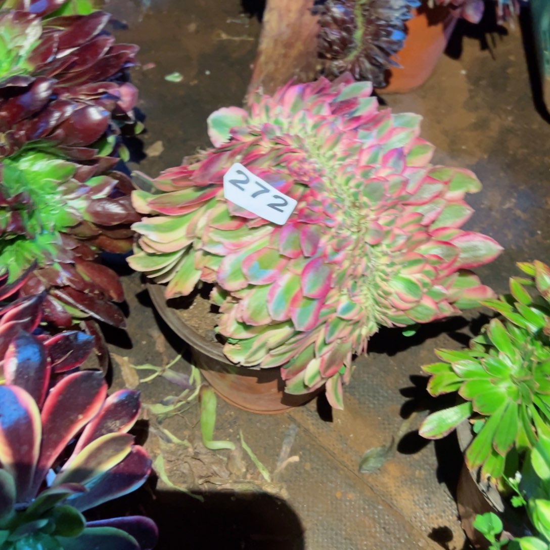 272 号多肉植物新年特价福利