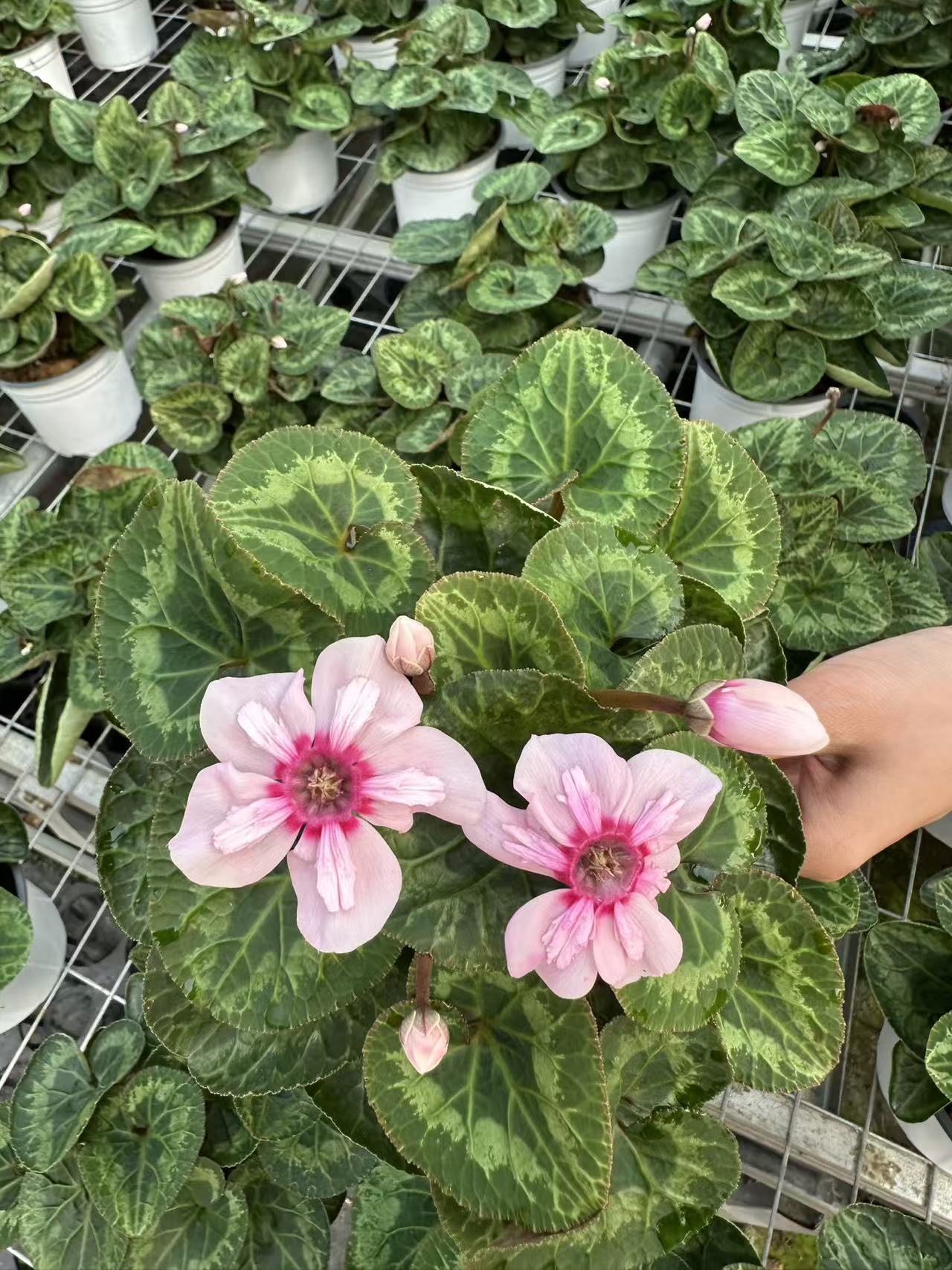 仙客来（幻雅）带花带花苞140盆