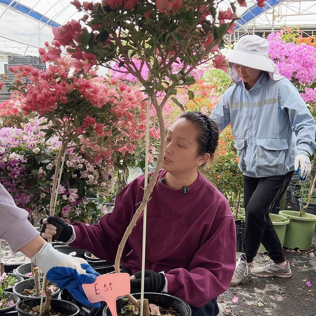 寒***冰大部分花苞少量开放E55卡亚塔