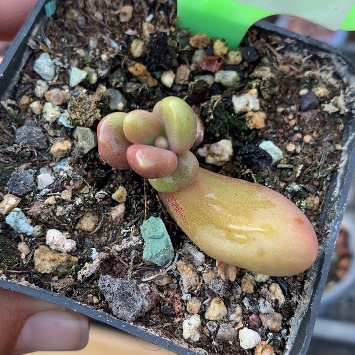 355号芒果奶锦苗啊啊啊