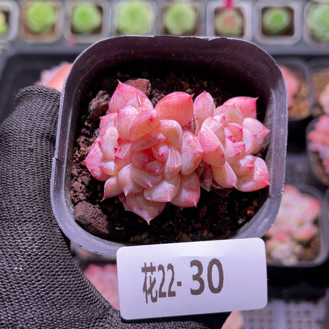 花22+30白桃汽水