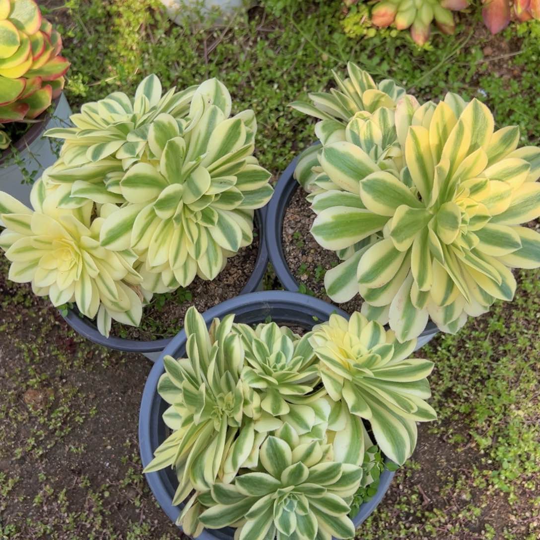 迈巴赫三颗组多肉植物