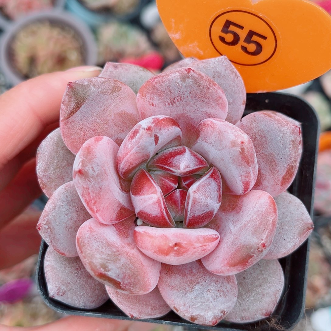 55号新品珍妮单头