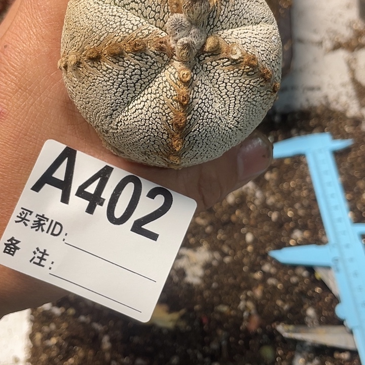 完全开放402恩中一个