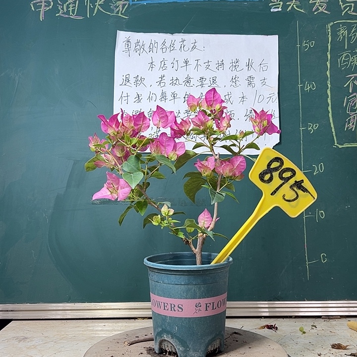全部花苞 暗斑宫粉  895