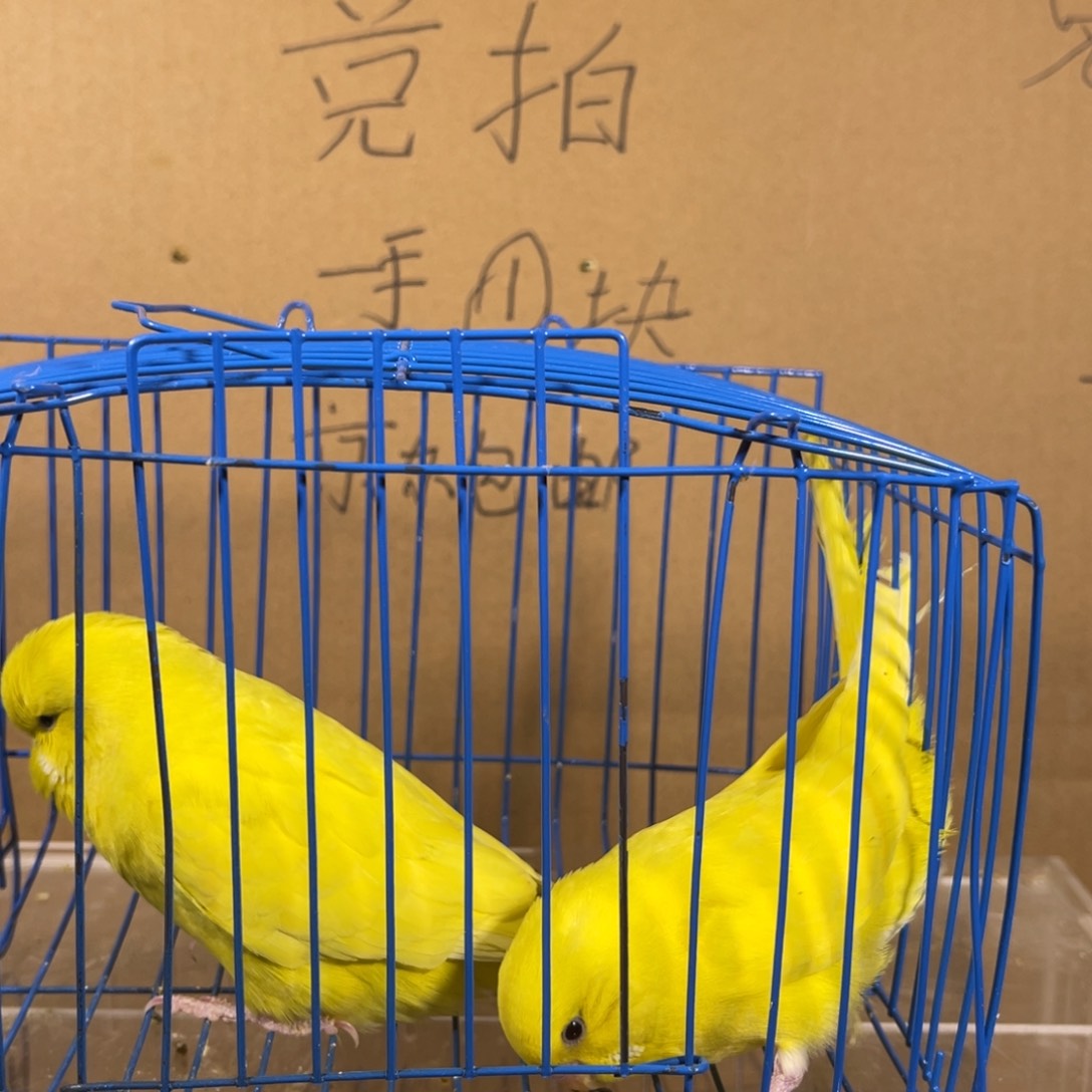 虎皮鹦鹉哈哈哈哈哈哈哈哈