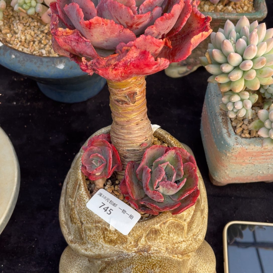 用****8745包菜老桩群生多肉植物