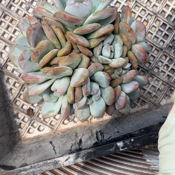 星影多头十头大群福利