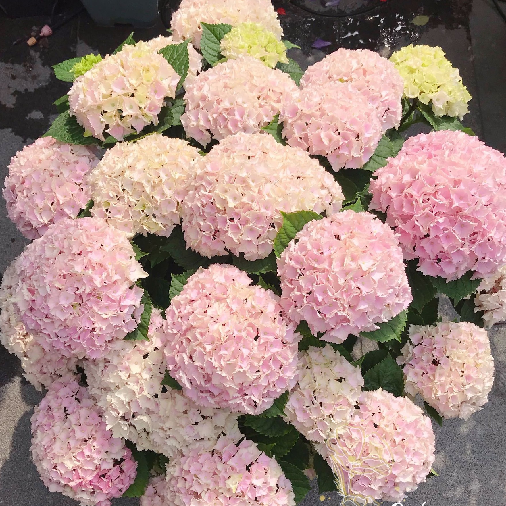 大花绣球魔幻海洋庭院阳台露台花卉植物盆栽苗。