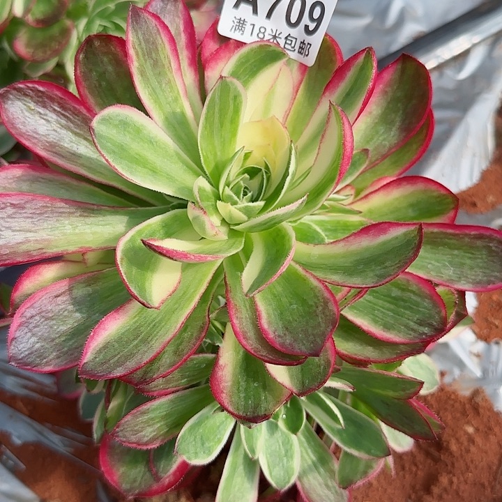 多肉法师海王捧花