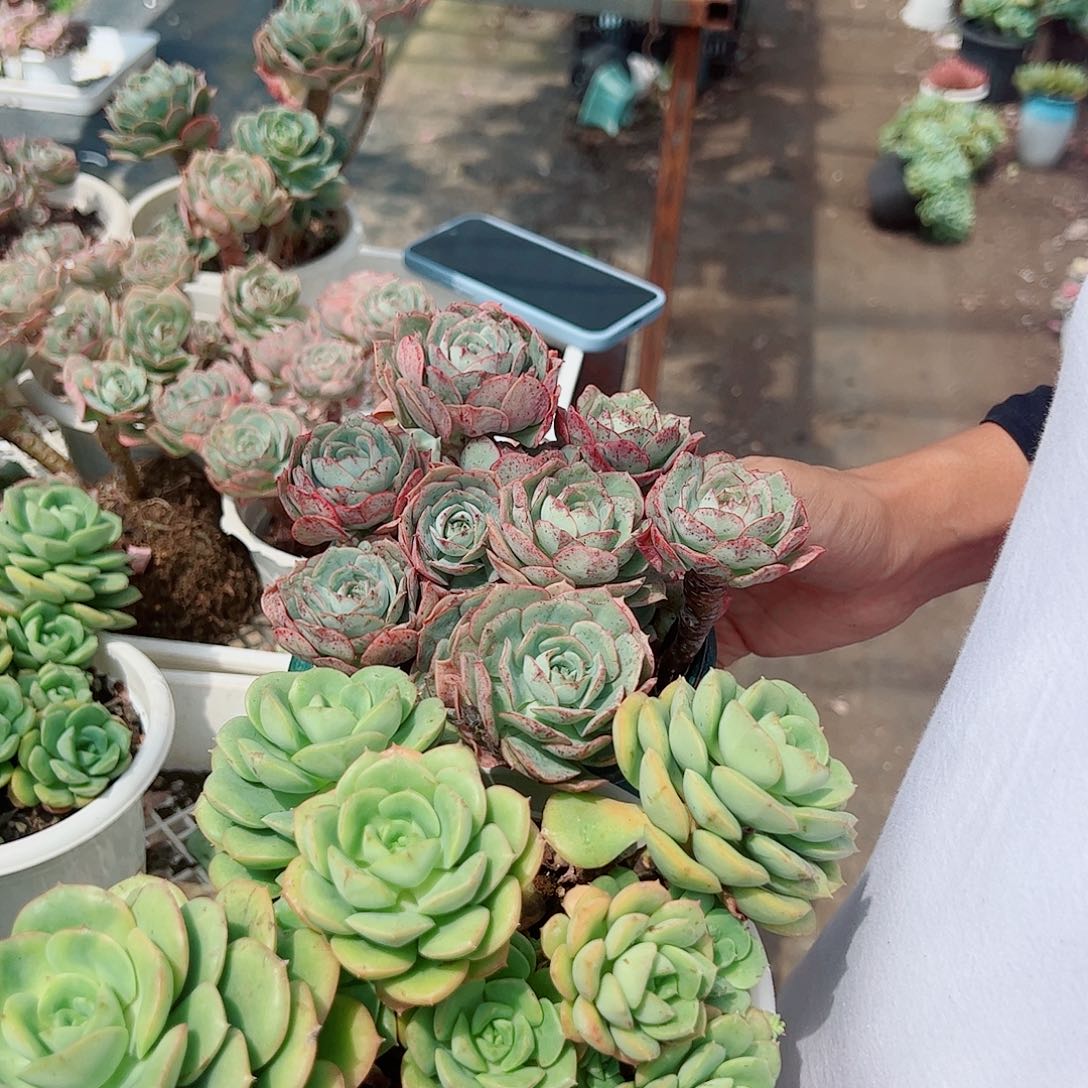 克罗地亚玫瑰➕尼可刹那玫瑰 各一盆