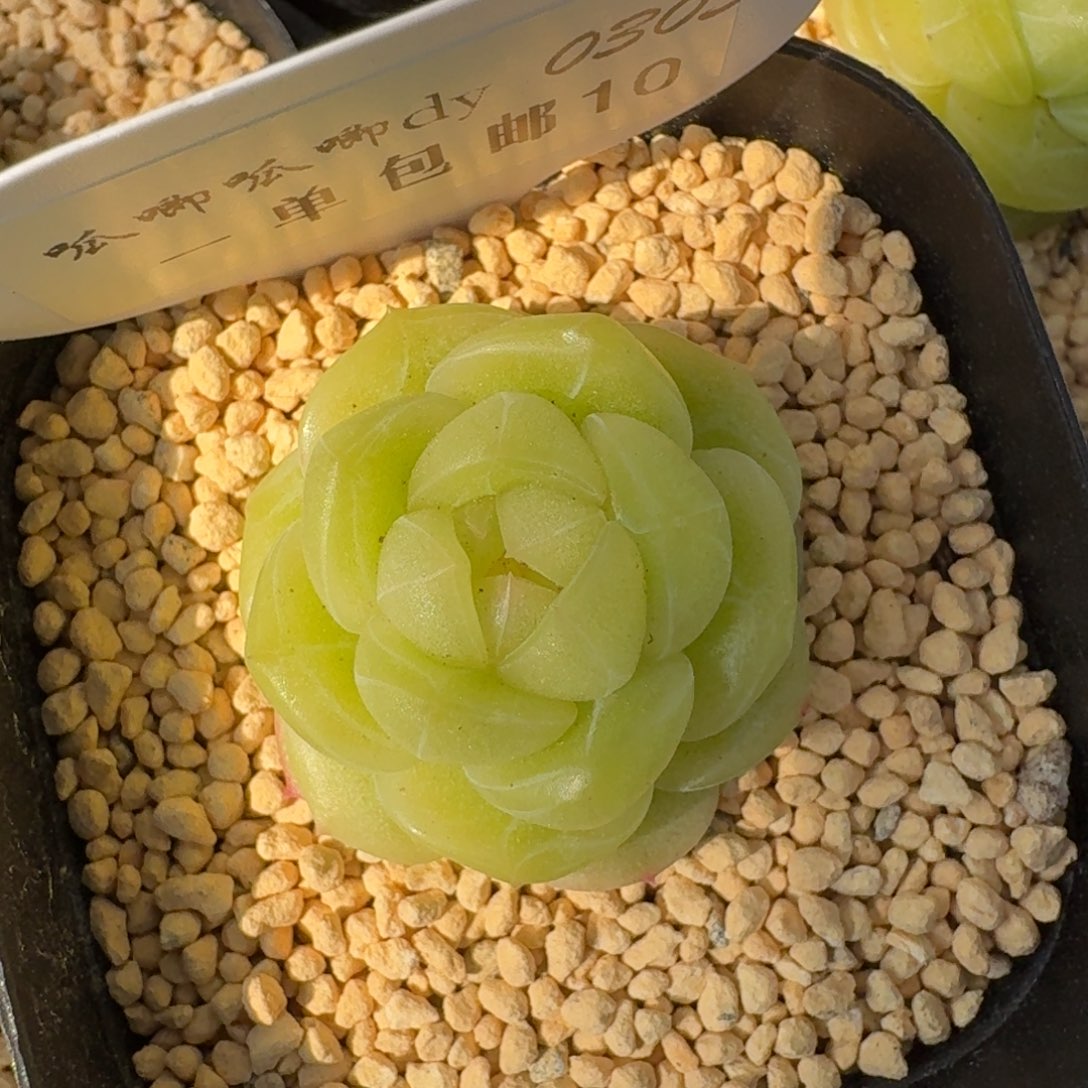 0305-010-玉露珍妮3004