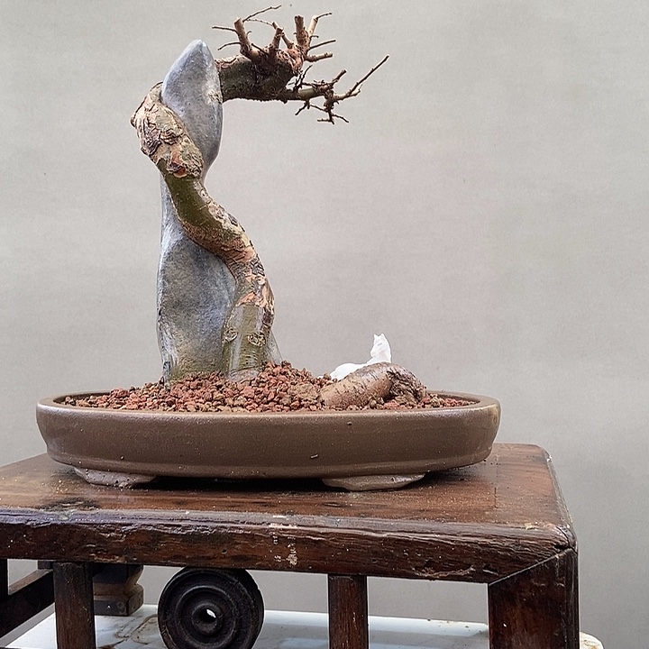 爱***月无花朵王发忠附石