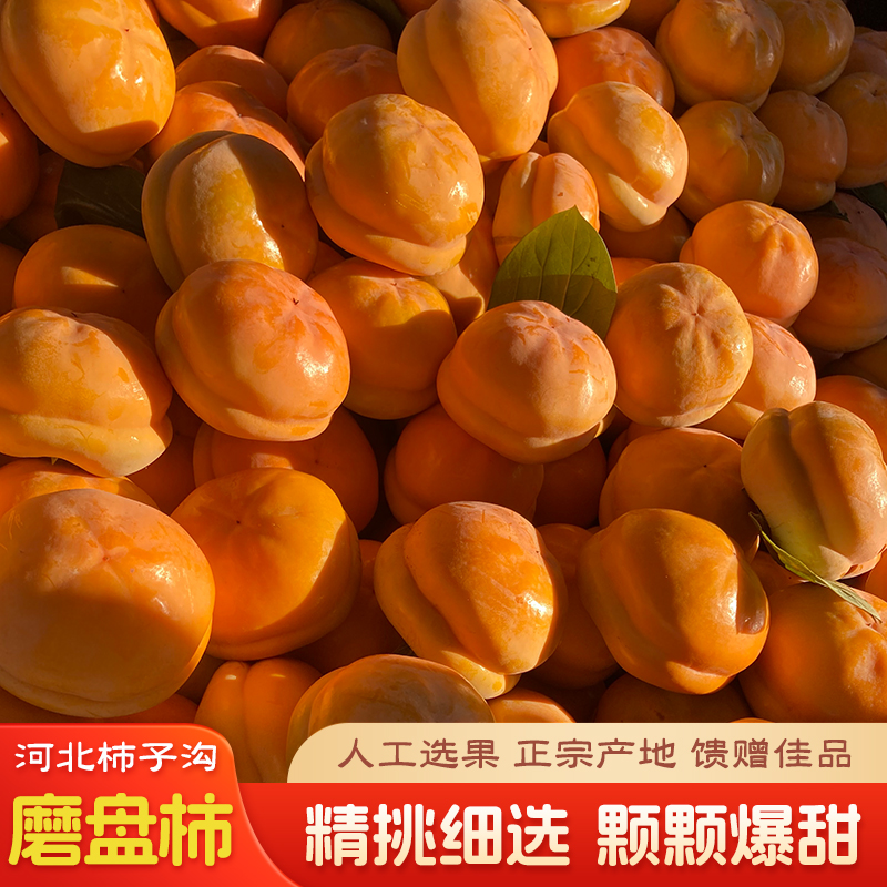 河北保定正宗大磨盘柿子新鲜产地现摘现发当季软甜大柿子盆柿盖柿