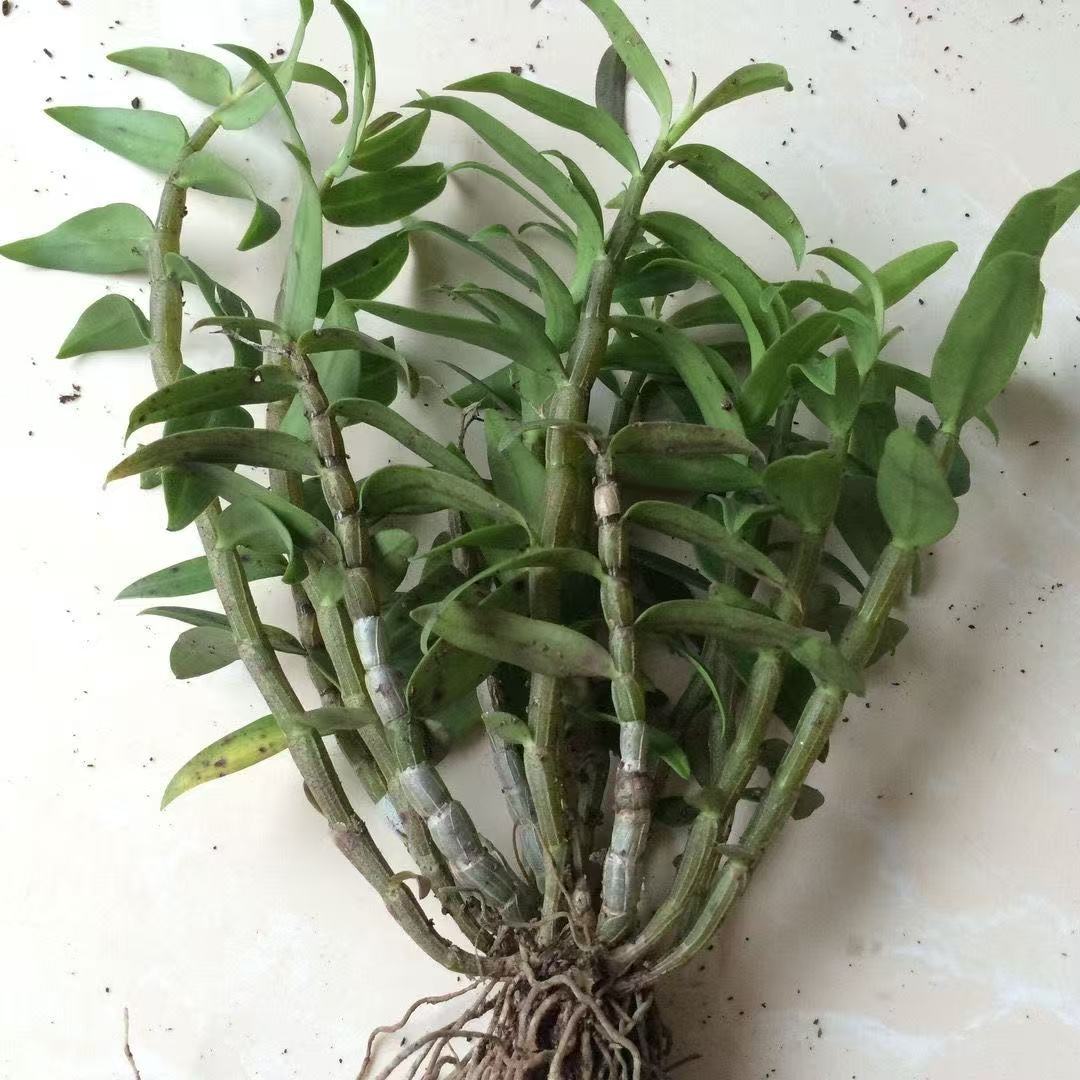 雁荡山铁皮石斛产地直销高品质