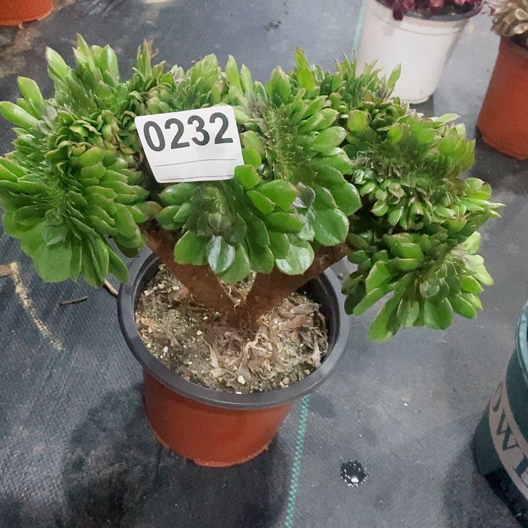 红陶0232万缀4多肉