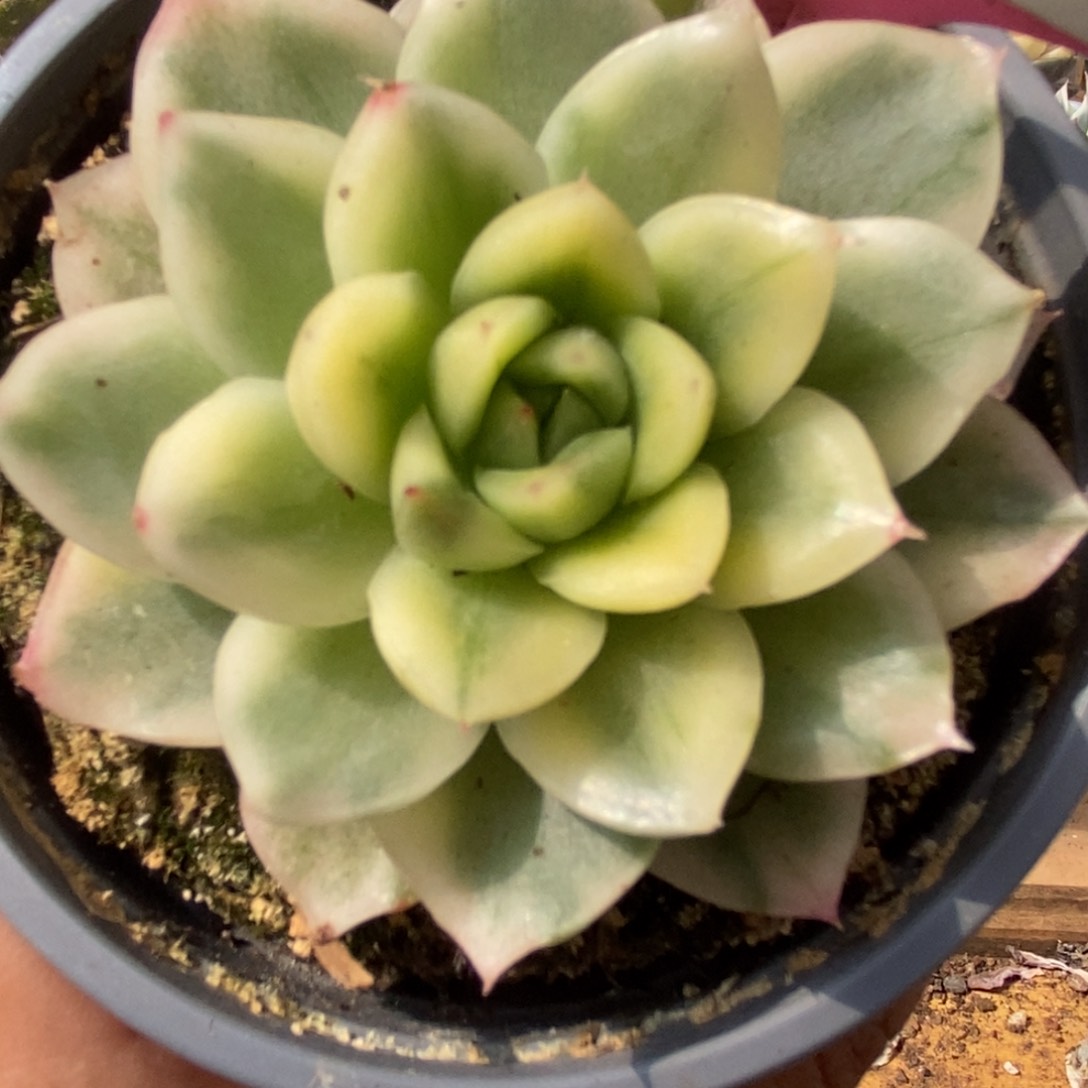 488东云杂锦锦锦锦锦锦锦