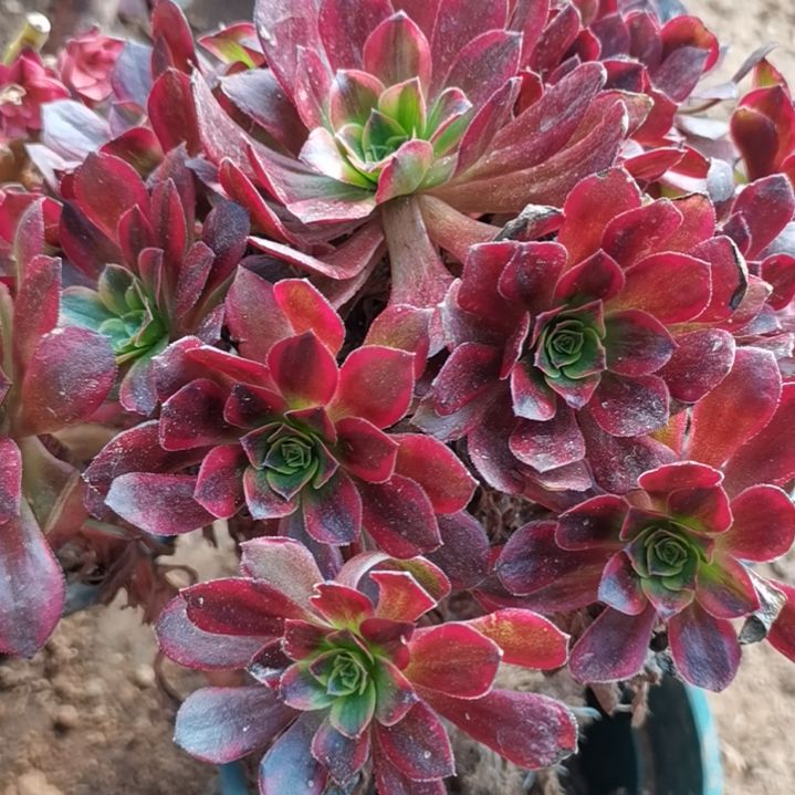 安娜锦法师多肉法师多肉30