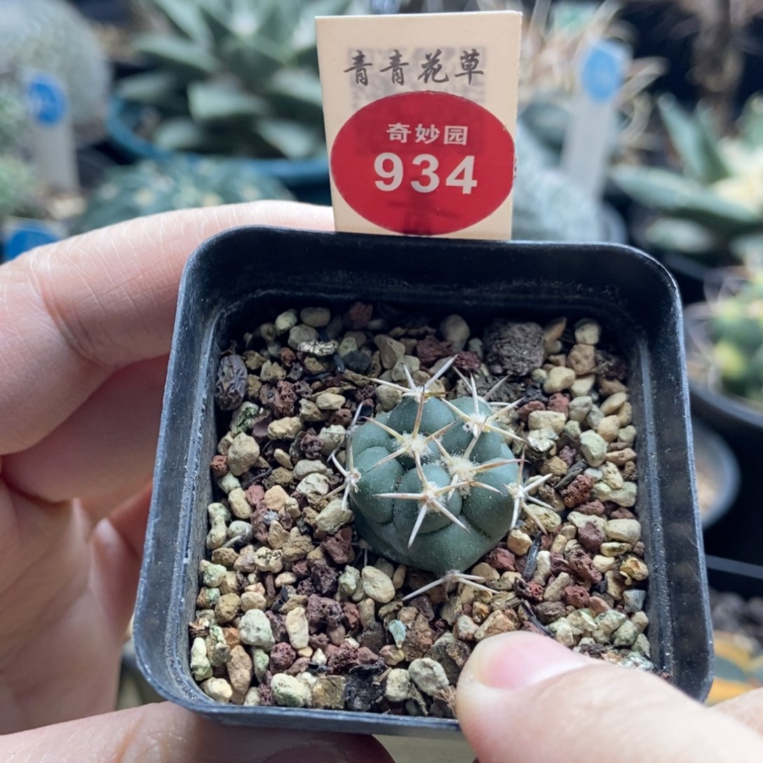 实生顶花大祥冠一颗仙人球