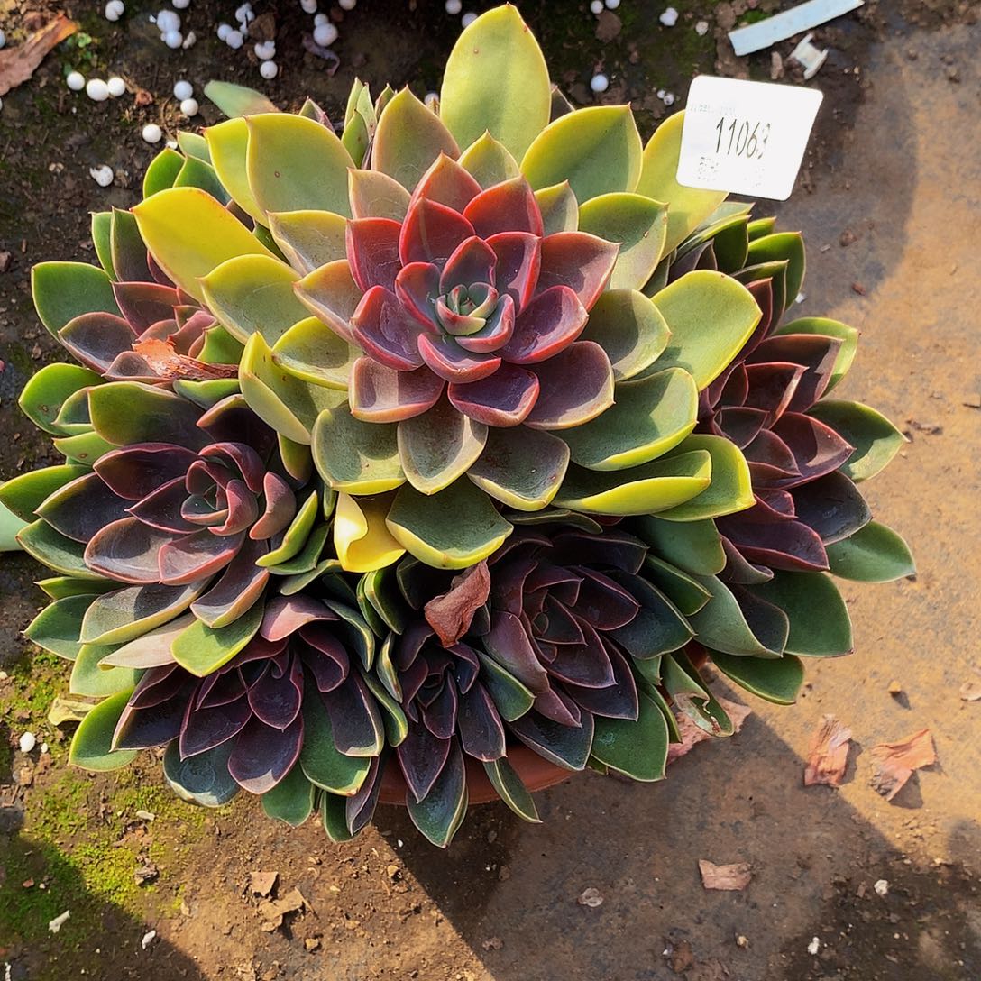 宁***h紫气东来1103多肉多肉