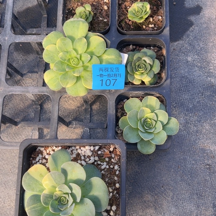 山地锦多肉植物多肉