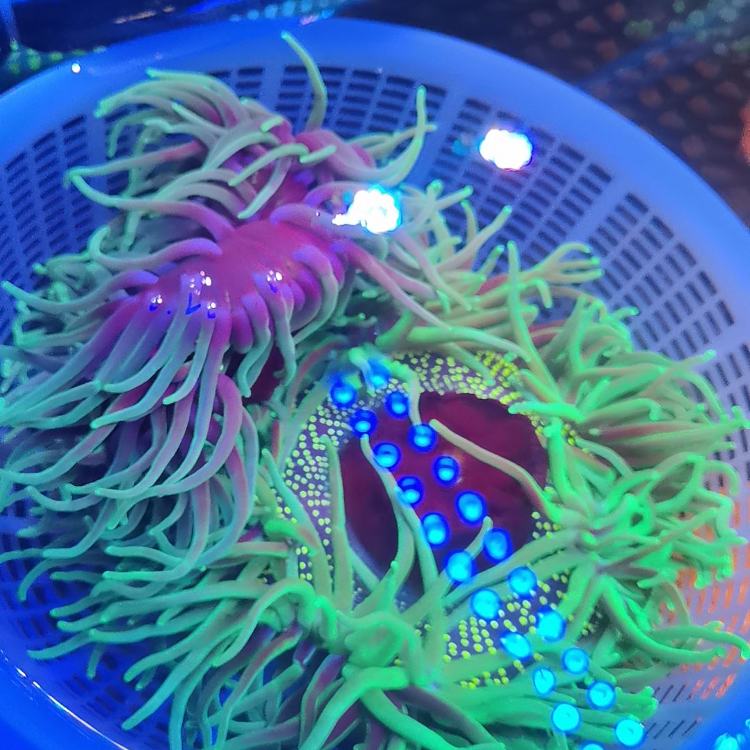 草皮珊瑚两个海葵