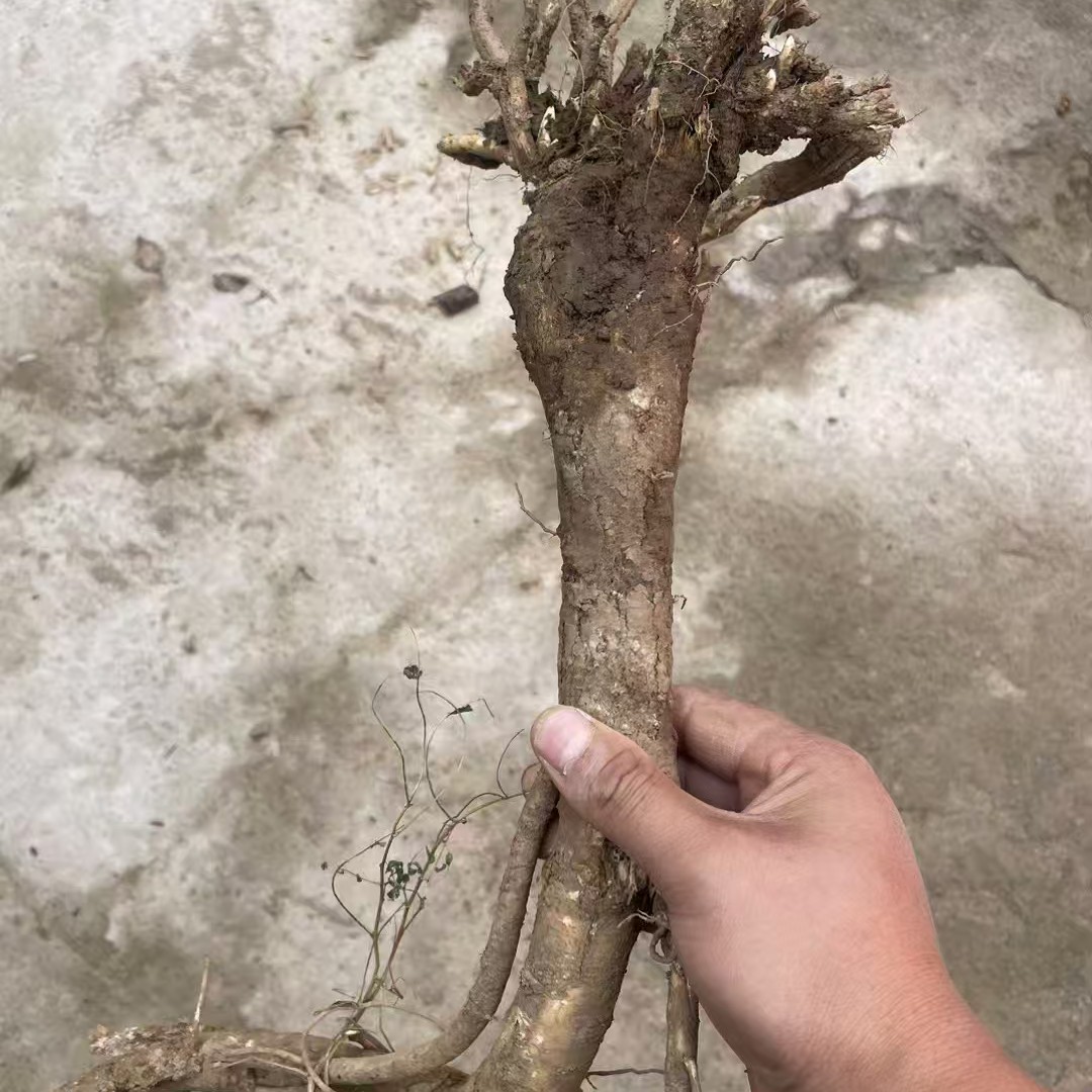 【野生干红芪】甘肃岷县纯天然生长野生红芪