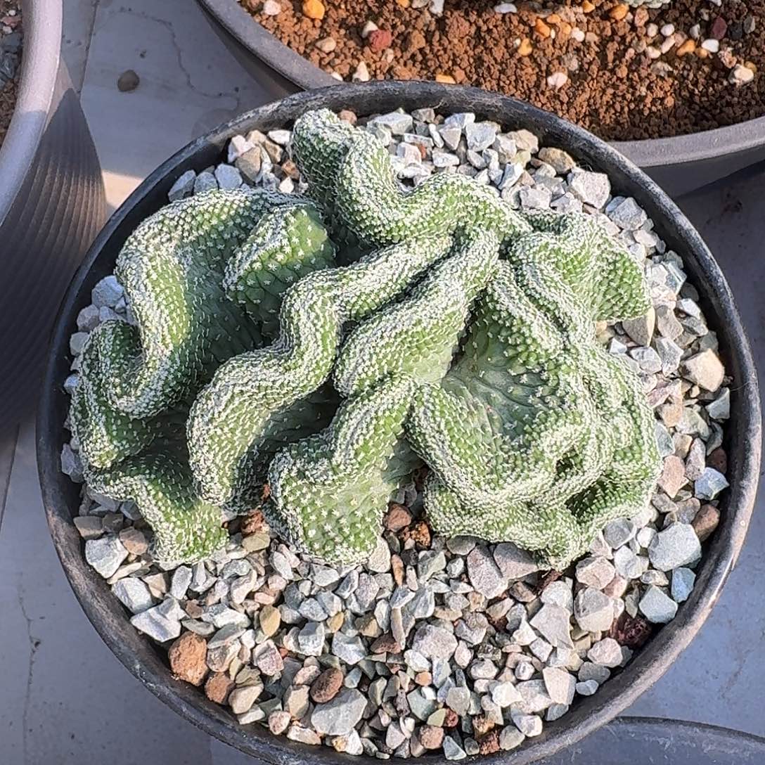 实生菊水缀化仙人球10公分➕