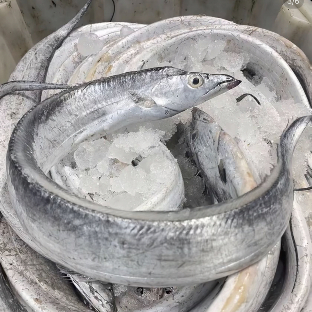 【油带鱼 4 斤 9/10 条】斤东海野生油带小眼鹰嘴带顺丰