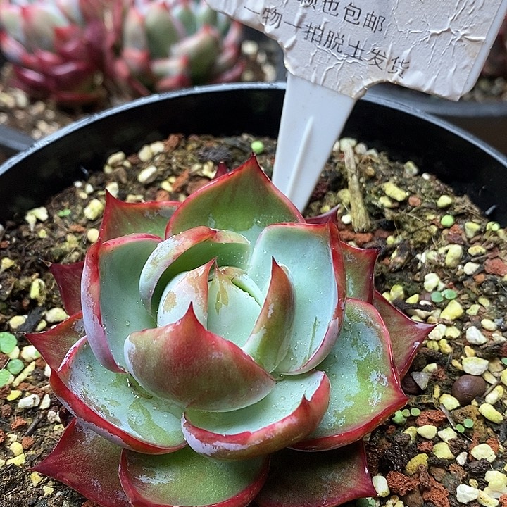 惊鸿仙子单头069