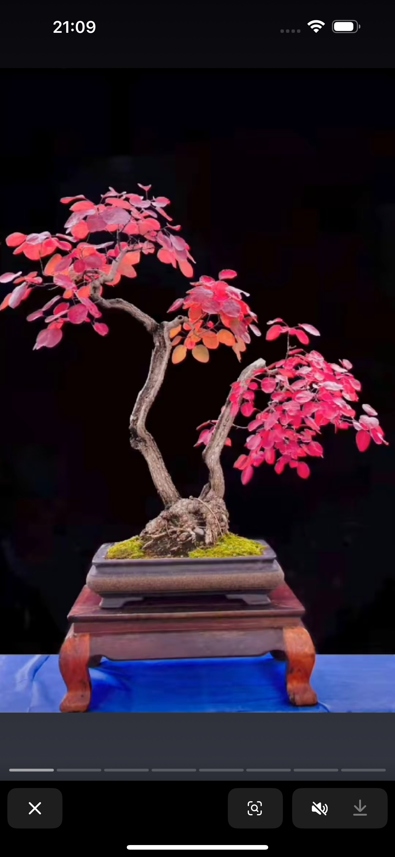红叶黄栌盆景素材，一物一拍