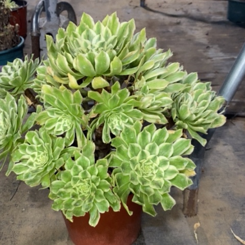 碧浪多肉植物030