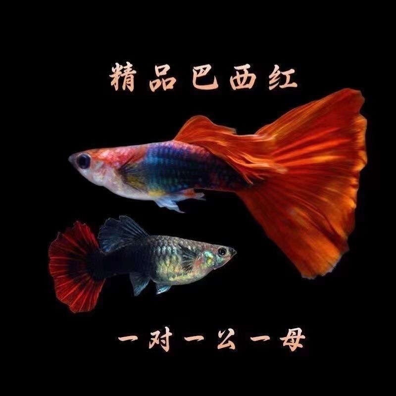 【红扇】红扇折扇孔雀鱼纯种耐活好养小型热带观赏鱼