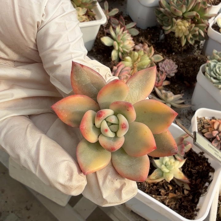 粉香槟锦多肉植物