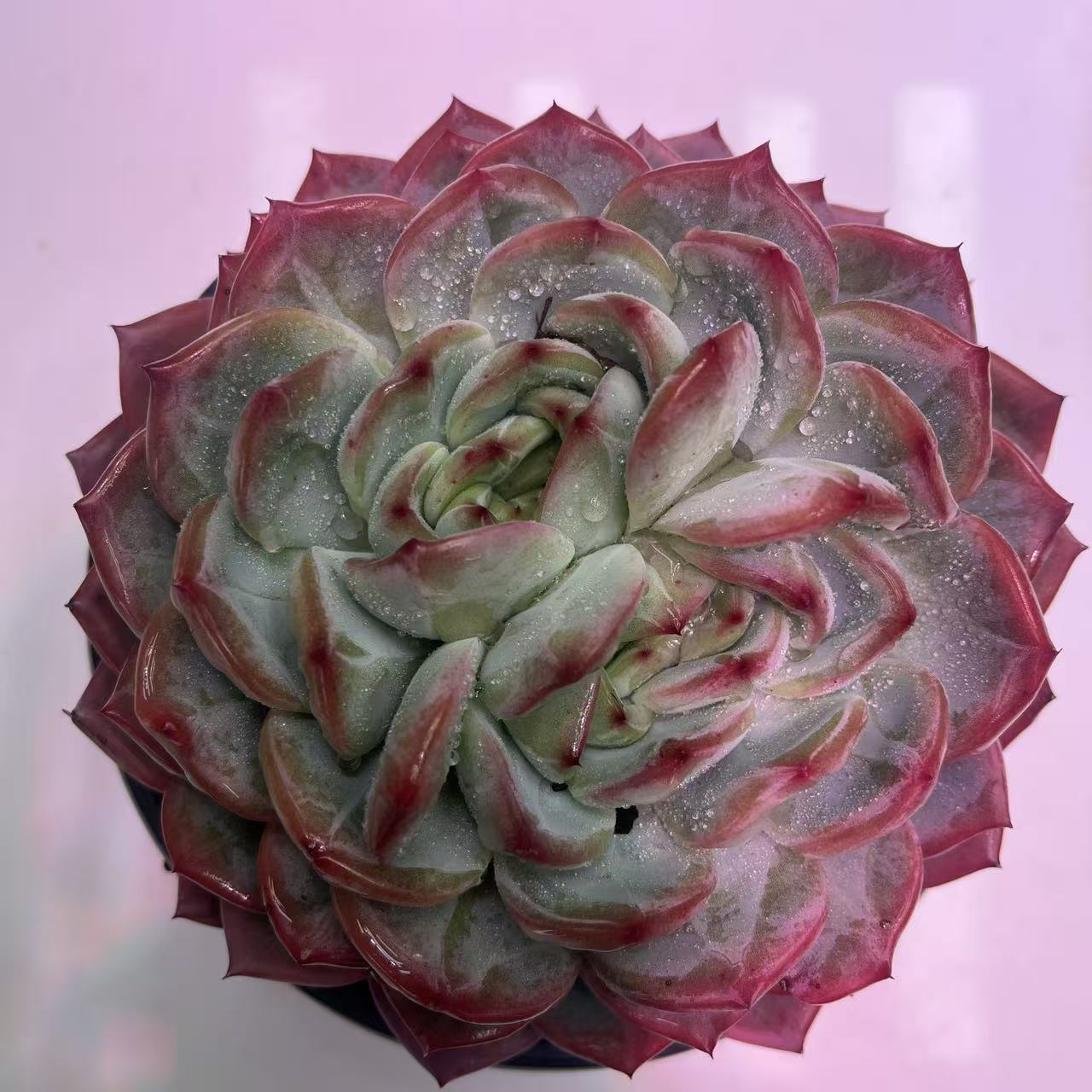 红鸾双头并蒂莲多肉植物 好看好养