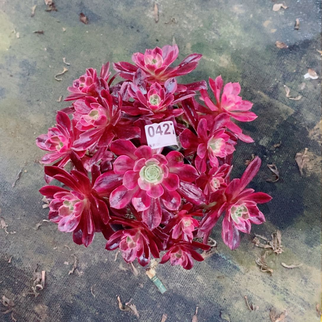 白婚纱427多肉1111