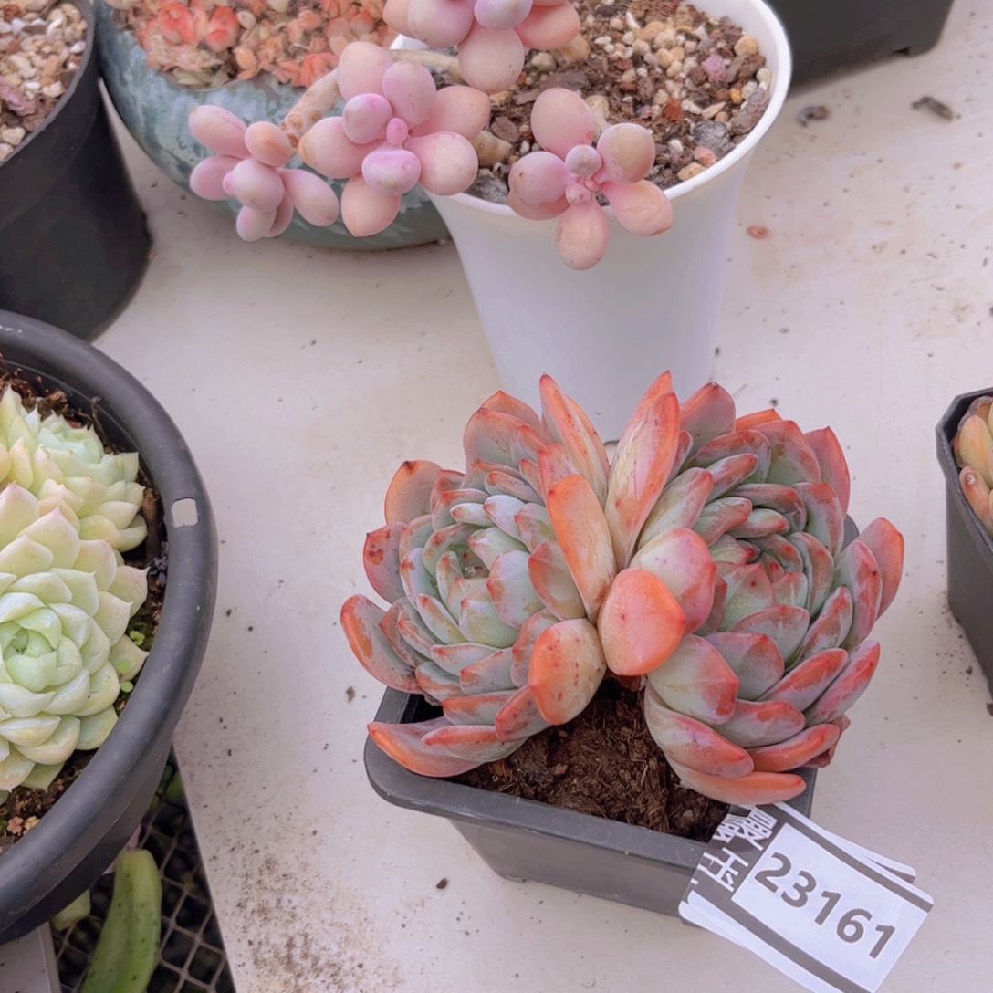 全明星多肉植物23161