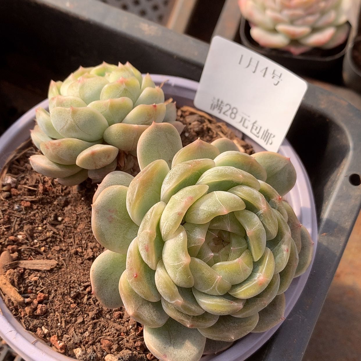 【闪购商品】云627号白色恋人