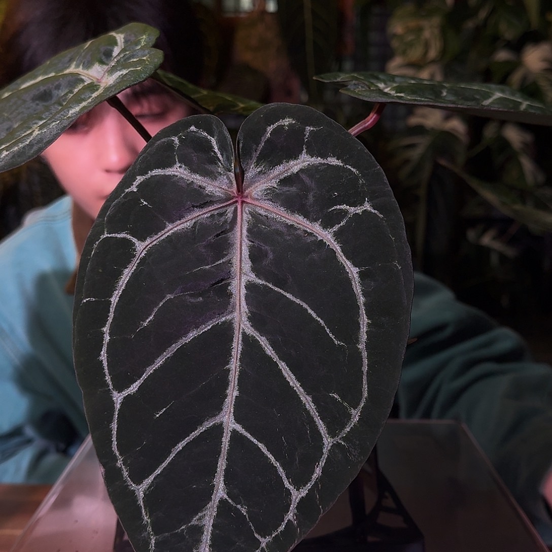 不开花植物B112skg紫水晶