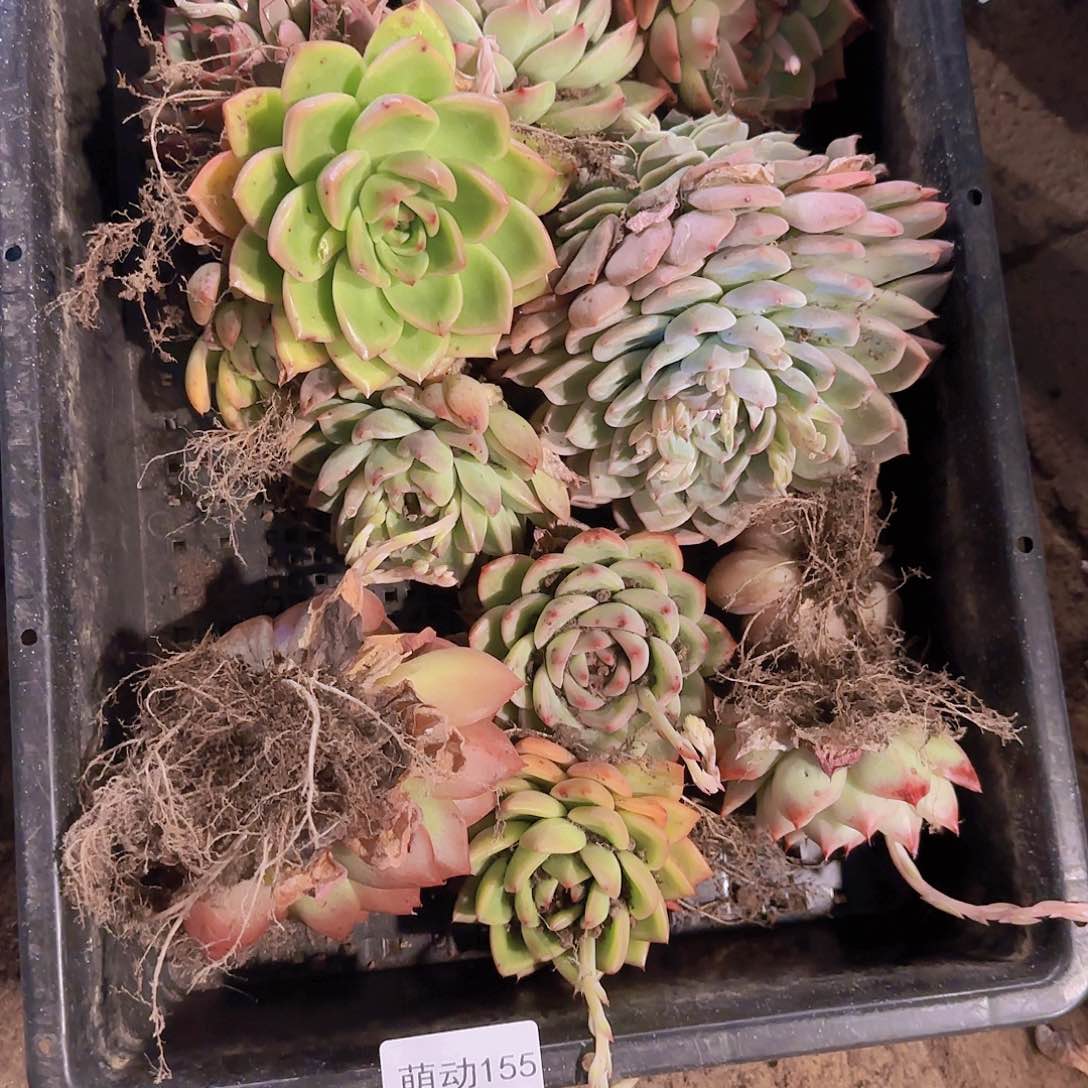 直播一物一拍多肉155