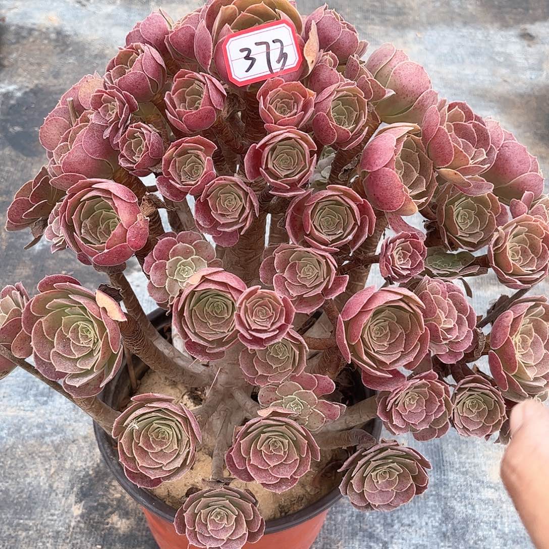 多肉植物373好多肉都