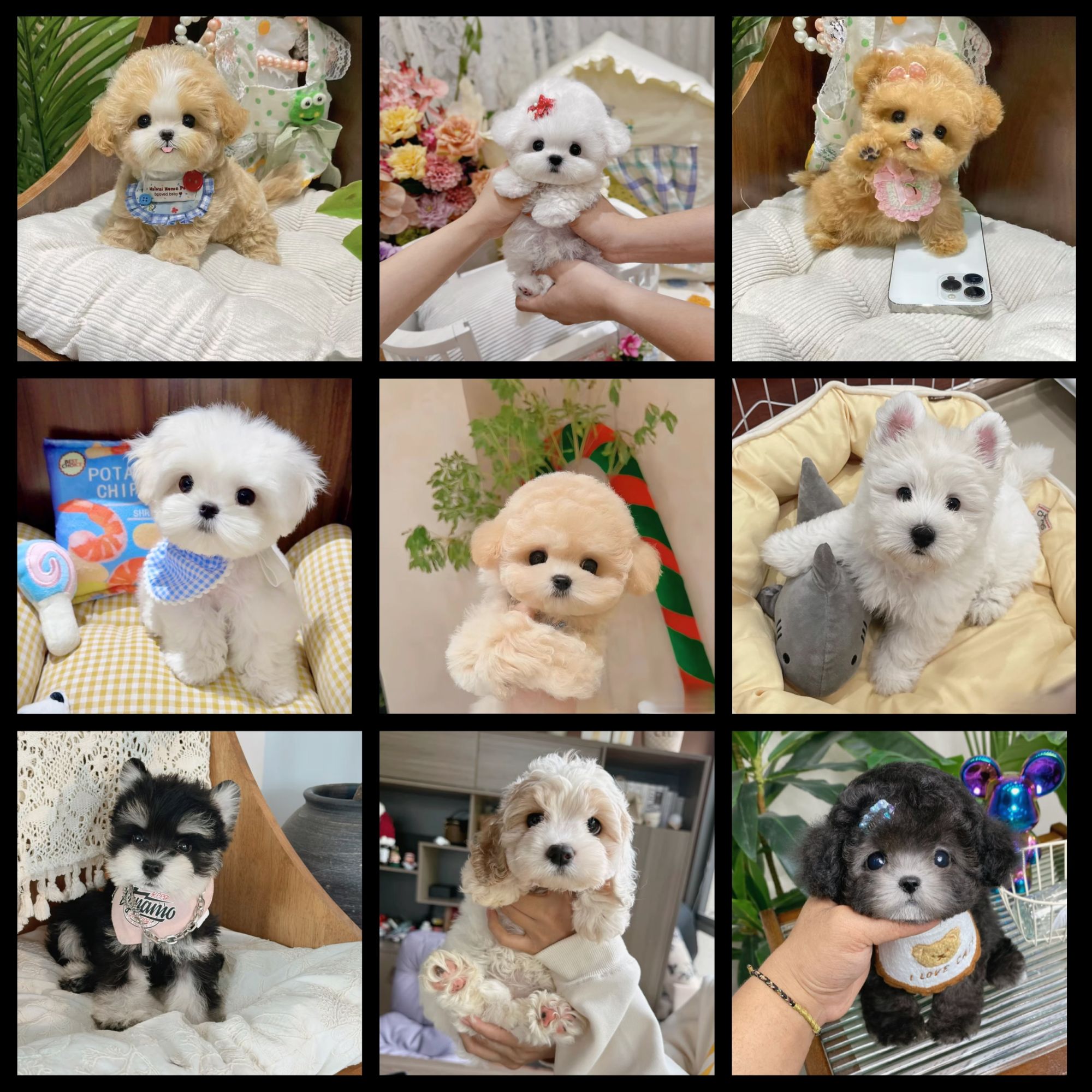 1号链接【罗阳犬舍】马尔泰泰迪熊可卡布比熊雪纳瑞美卡灰泰迪3A