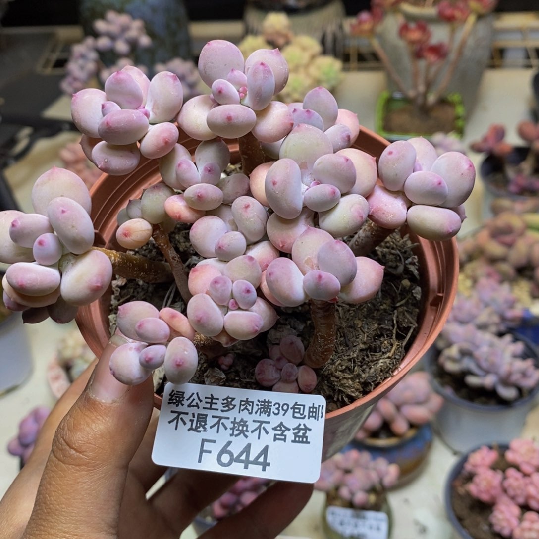 644苹果奶四代多肉散