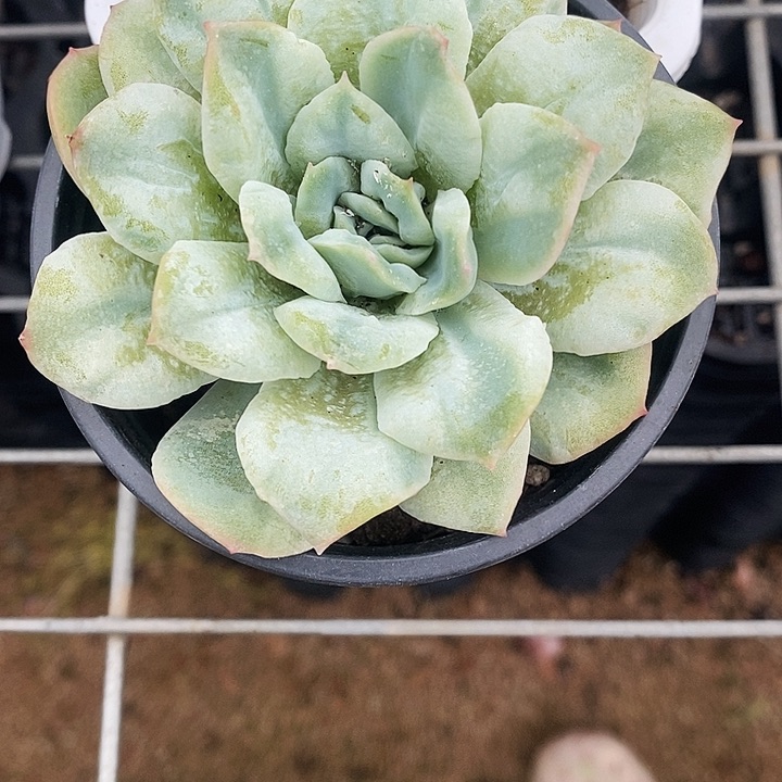 泡泡纱：589“k l l l