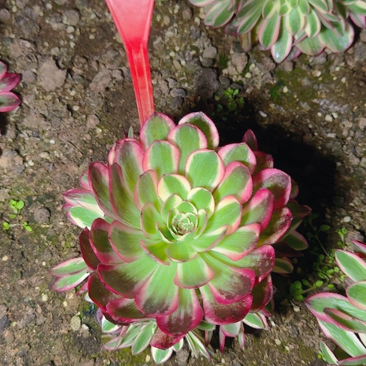 2-15云荷多肉法师