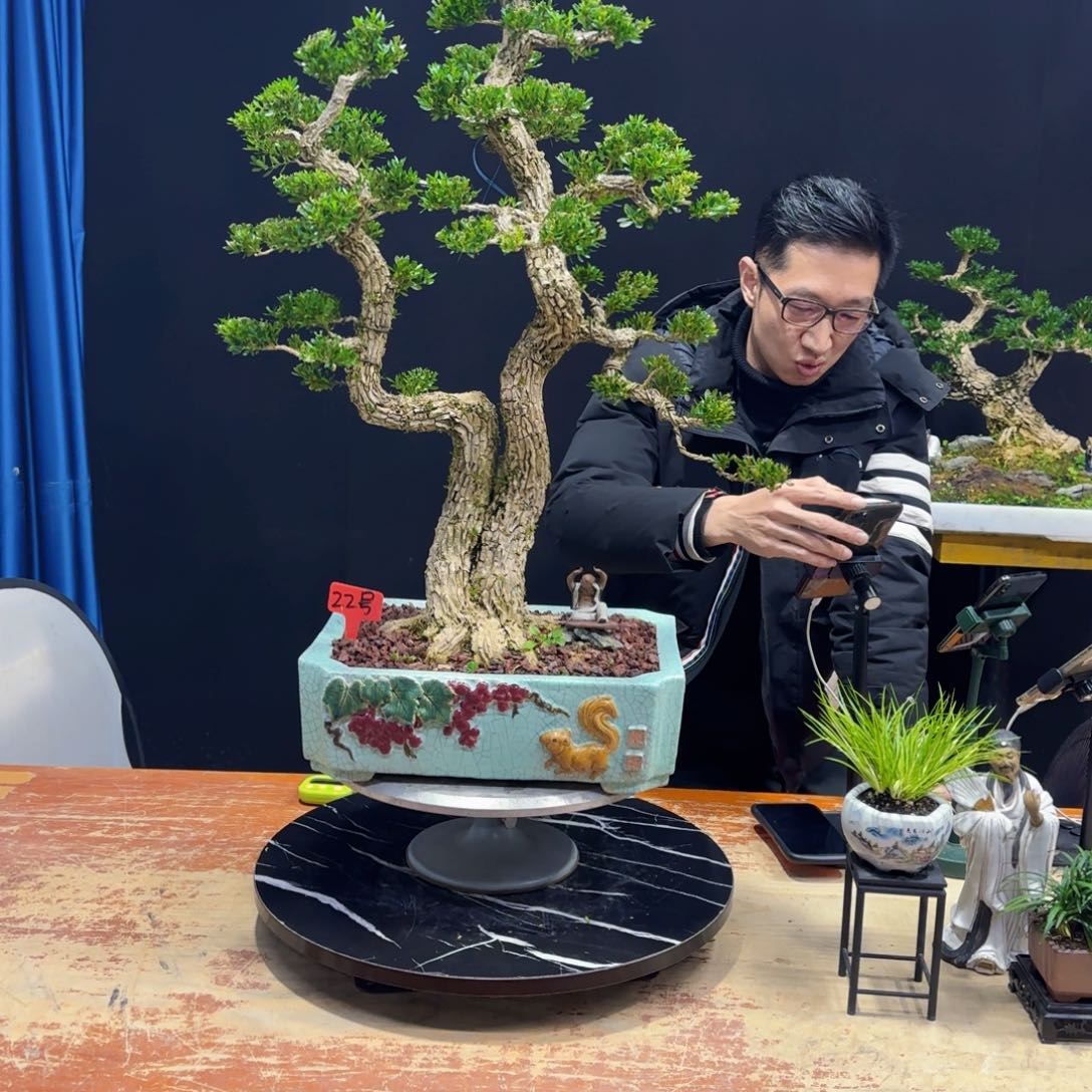 黄杨室内室外盆景艺术